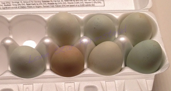 Easter Egger Hatching Eggs
