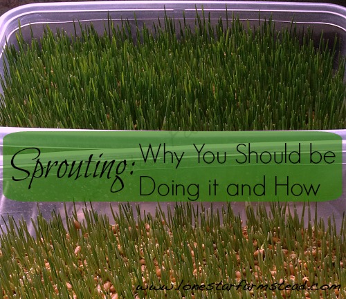 Sprouting: Why You Should be Doing it and How
