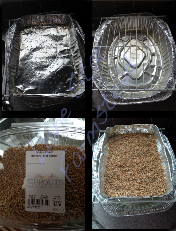 sprouting pans and seeds