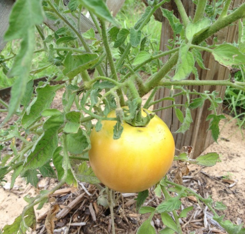 Growing Better Tomatoes