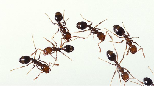 Natural Fire Ant Control