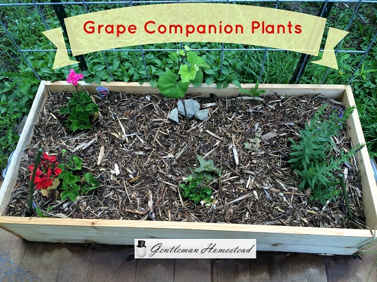Companion Planting for Grapes