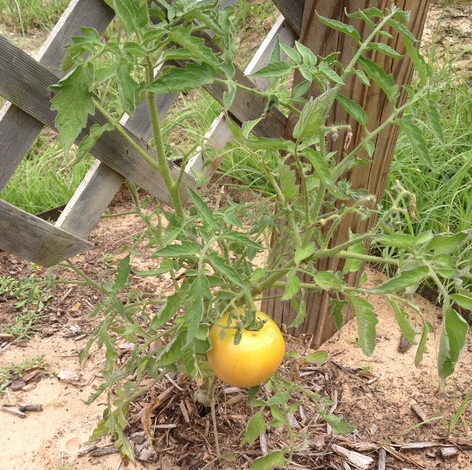 Tomato Pruning:  It’s Important
