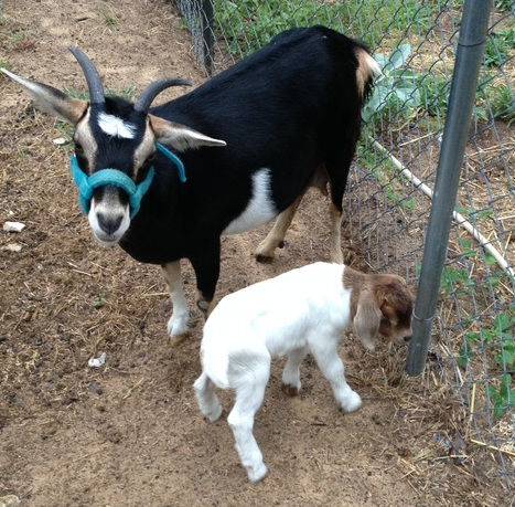 Hope and Heartbreak:  Our Kid Goats Are Born