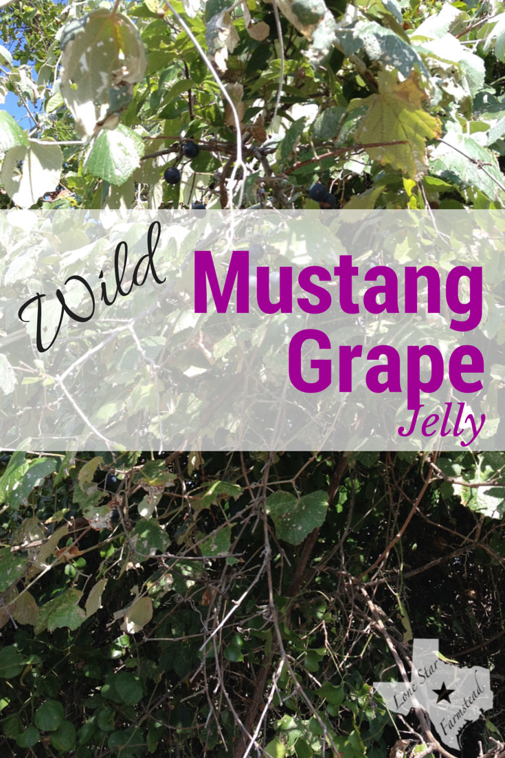 Mustang Grape Jelly