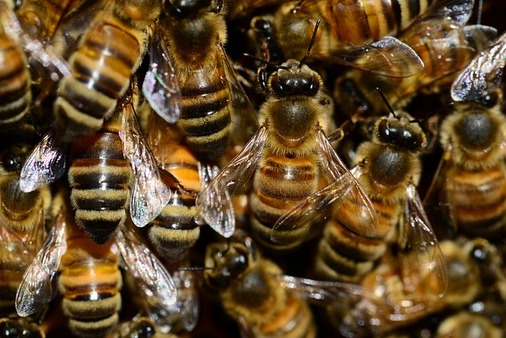 Starter Guide to Beekeeping