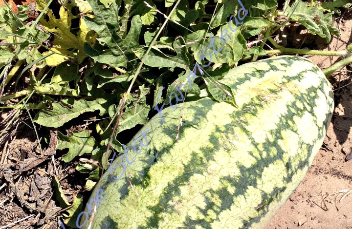 Ripe Watermelon or Still Green?