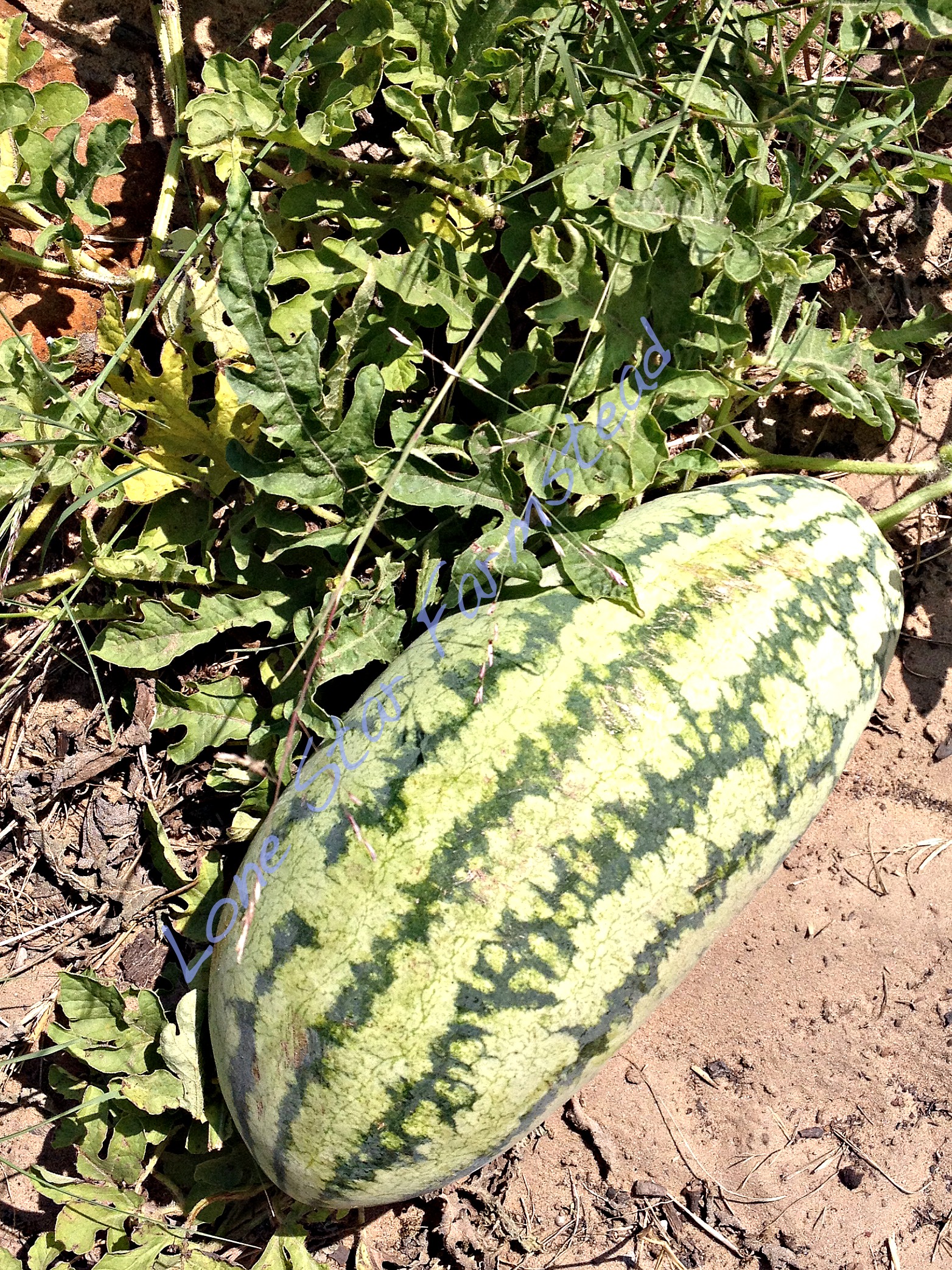 Watermelon on the Vine