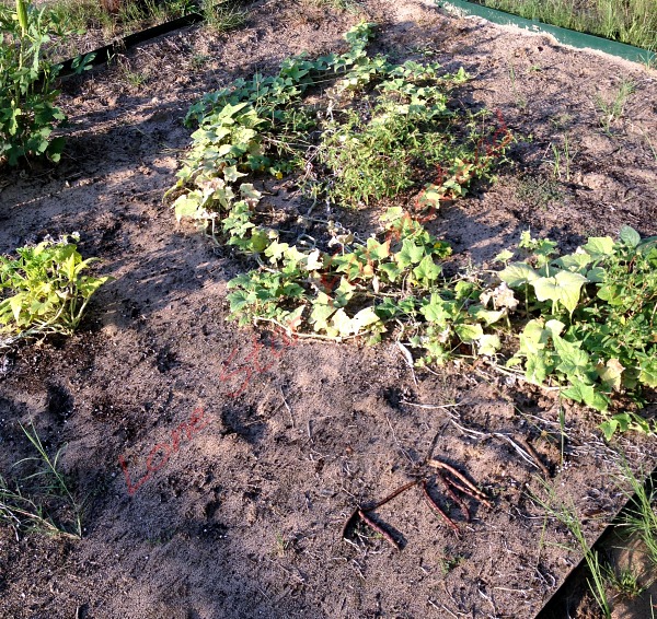 poor soil garden plot