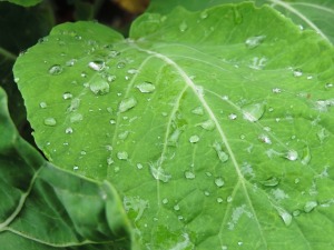 kale smooth leaf