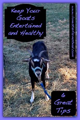 Keep Your Goats Entertained and Healthy