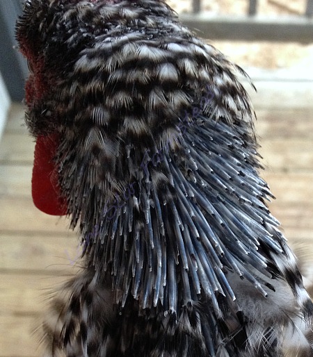 Pin Feathers Emerging on Chickens Neck