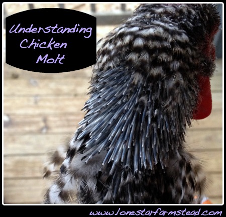 Understanding Chicken Molt