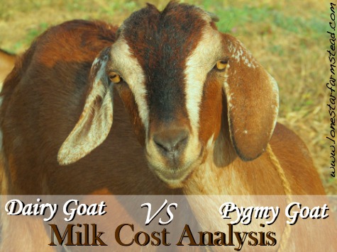 Dairy Goat vs Pygmy Goat Milk Cost Analysis
