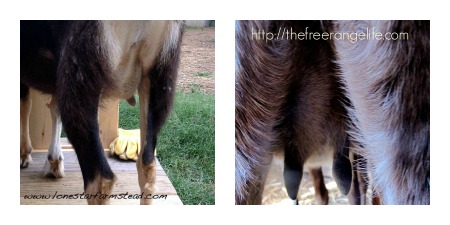 Freshened Teat Side by Side Comparison