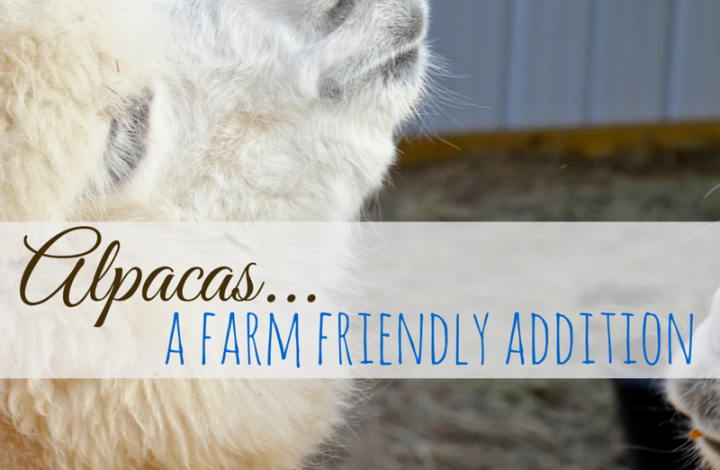 Alpacas on the Farm and From the Farm Blog Hop