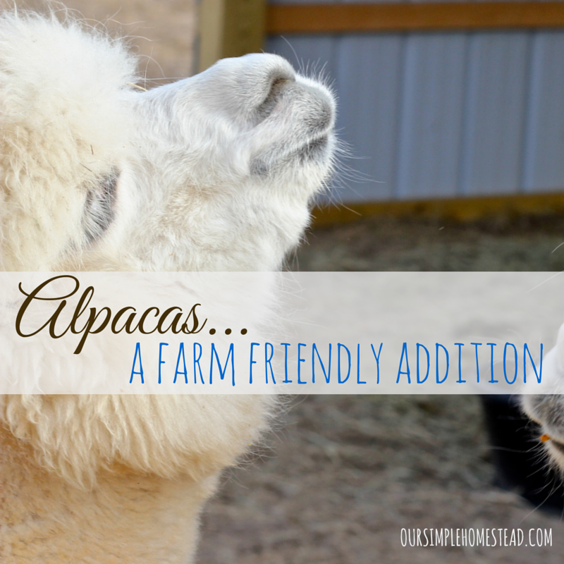 alpacas-farm-friendly
