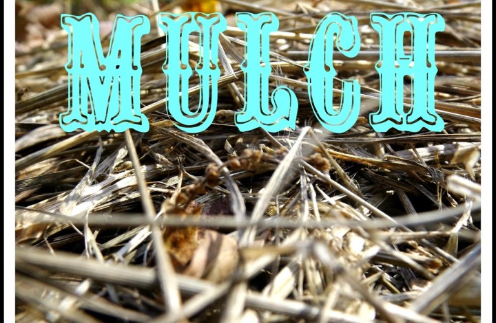Hay Mulch in the Garden and From the Farm Blog Hop