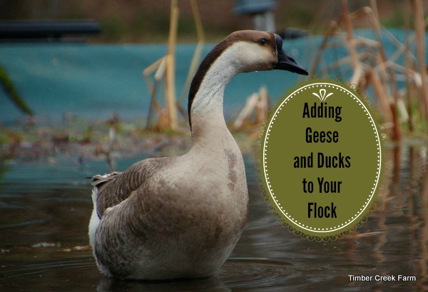 Adding Ducks and Geese and FTF Blog Hop