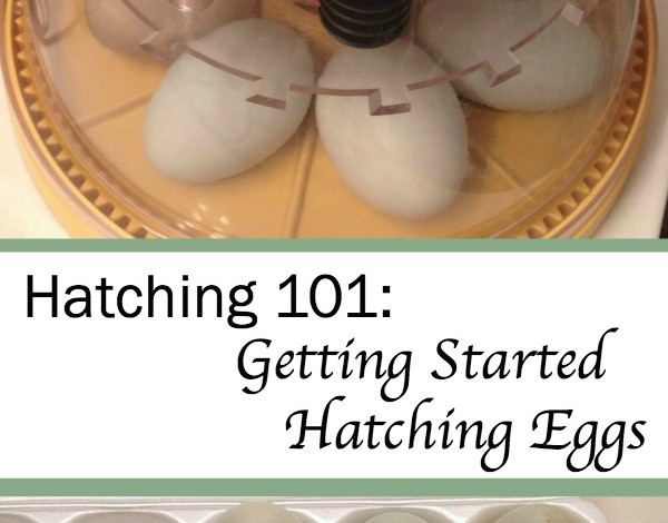 Hatching 101: Getting Started Hatching Eggs