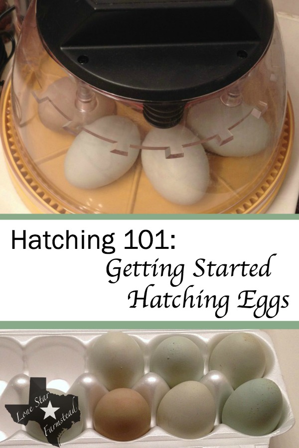 Hatching 101 Getting Started Hatching Eggs