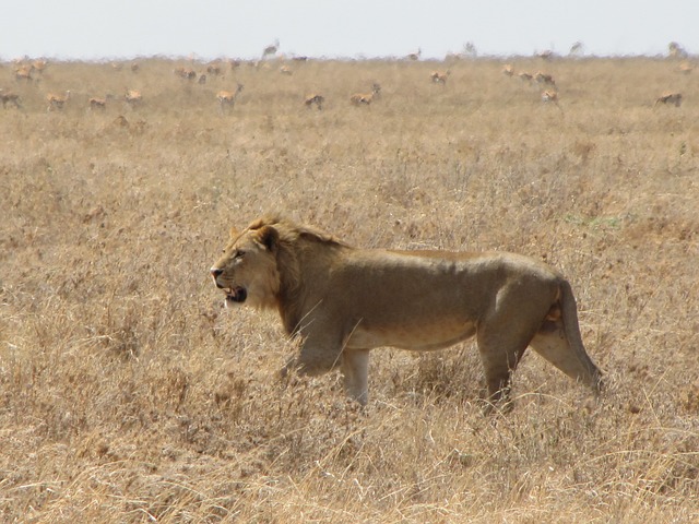 Lion walking through grass