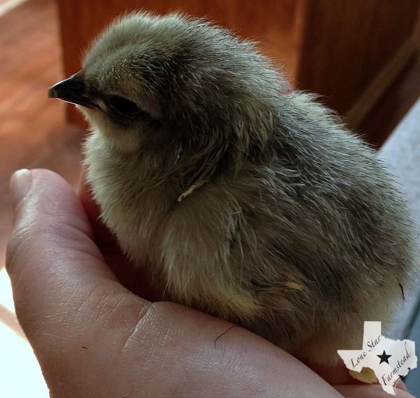 Newly Hatched Lavender Chick