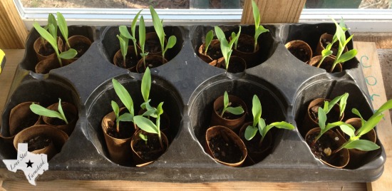 Corn sprouts spring 2015