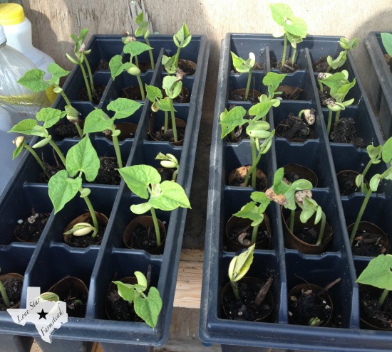 Pinto bean sprouts spring 2015